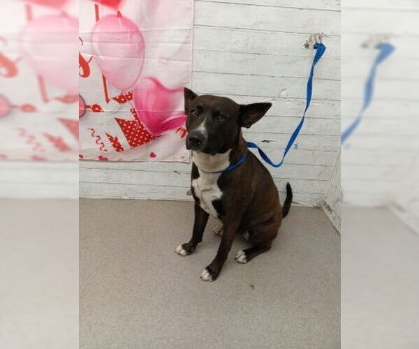 Medium Photo #1 Mutt Puppy For Sale in San Bernardino, CA, USA