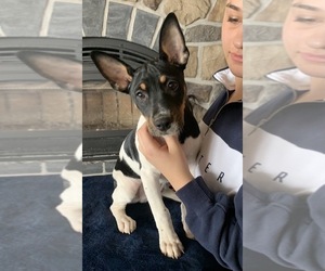 Basenji-Rat Terrier Mix Puppy for sale in WEISER, ID, USA