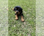 Small Photo #4 Rottweiler Puppy For Sale in MARION, SC, USA