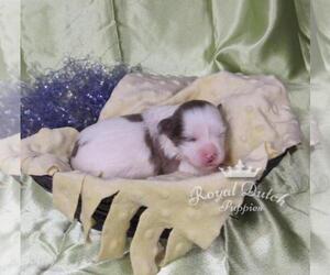 ShihPoo Puppy for sale in LE MARS, IA, USA