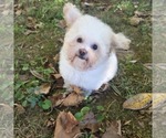 Philip Cheese S - Male Poodle (Toy) Puppy for Sale - Photo #2