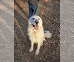 Small #1 Great Pyrenees