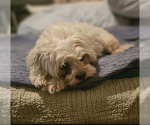 Camilla in TX - Female Maltese-Unknown Mix Dog for Adoption - Photo #2