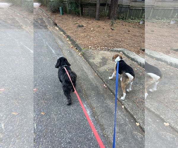Medium Photo #5 Tibetan Terrier-Unknown Mix Puppy For Sale in Virginia Beach, VA, USA