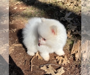 Pomeranian Puppy for Sale in HAYWARD, California USA