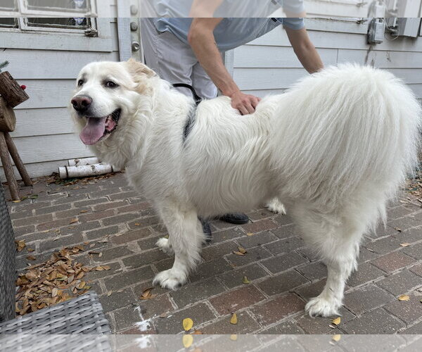 Medium Photo #1 Great Pyrenees Puppy For Sale in Houston, TX, USA
