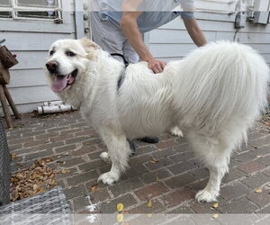 Great Pyrenees Dogs for adoption in Houston, TX, USA
