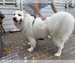 Small Great Pyrenees