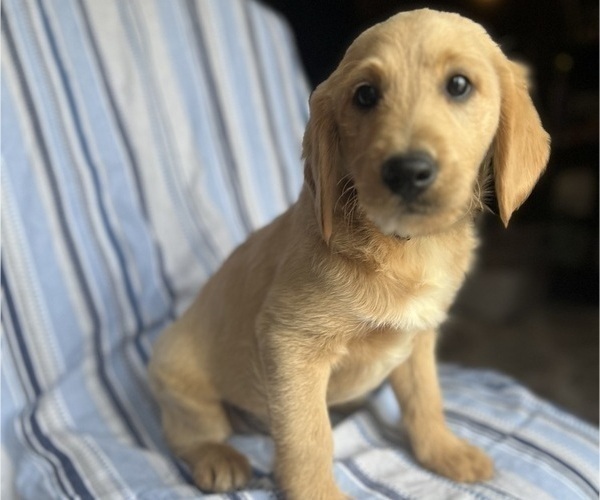 Medium Photo #4 Goldendoodle Puppy For Sale in SAN FERNANDO, CA, USA