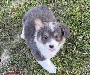 American Corgi Puppy for sale in PRYOR, OK, USA
