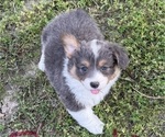 Small American Corgi