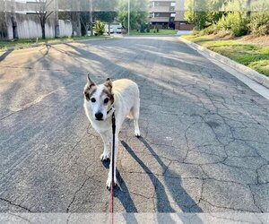Desert Dog White Knight - Male Cattledog Shepherd Dog for Adoption - Photo #4