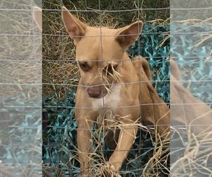 Basenji-Unknown Mix Dogs for adoption in FRESNO, CA, USA