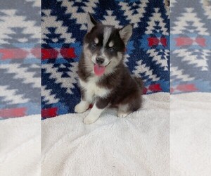 Pomsky Puppy for sale in ORANGE PARK, FL, USA