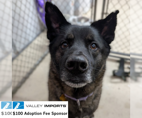 Medium Photo #3 Siberian Husky-Unknown Mix Puppy For Sale in Fargo, ND, USA