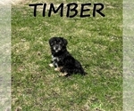 Small #1 YorkiePoo