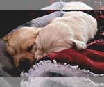Small Photo #10 Golden Retriever Puppy For Sale in TULARE, CA, USA