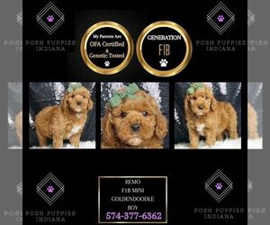Goldendoodle (Miniature) Puppy for sale in WARSAW, IN, USA