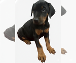 Small Photo #20 Doberman Pinscher Puppy For Sale in BEGGS, OK, USA