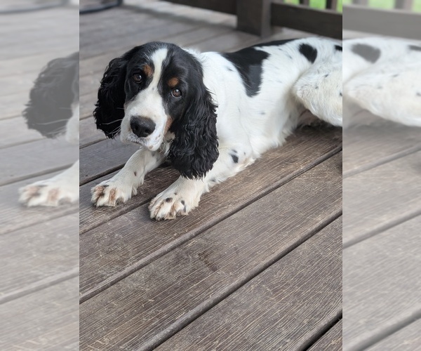 Medium Photo #1 English Springer Spaniel Puppy For Sale in MULKEYTOWN, IL, USA