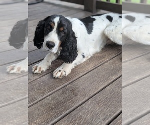 English Springer Spaniel Puppy for sale in MULKEYTOWN, IL, USA