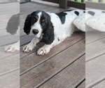 Small English Springer Spaniel