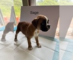 Puppy Sage Boxer