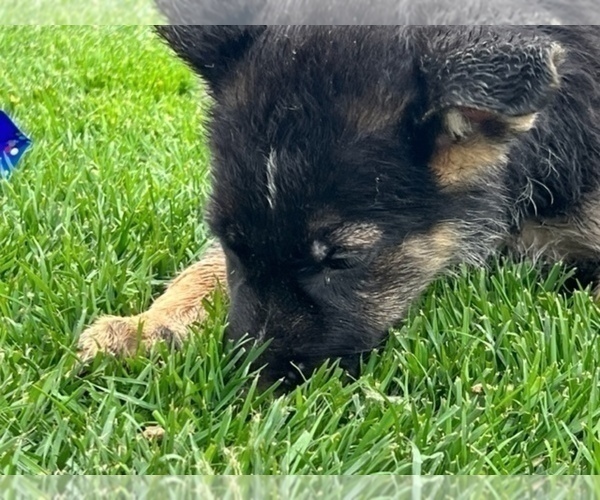 Medium Photo #3 German Shepherd Dog Puppy For Sale in JURUPA VALLEY, CA, USA