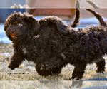 Small Photo #8 Spanish Water Dog Puppy For Sale in SIMLA, CO, USA