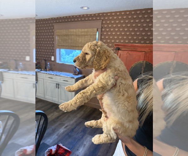 Medium Photo #3 Goldendoodle-Irish Doodle Mix Puppy For Sale in LAKELAND, FL, USA