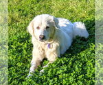 Small #1 Great Pyrenees