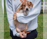 Small #3 Pug Mix