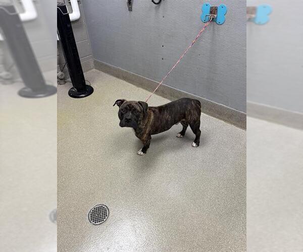 Medium Photo #1 Mutt Puppy For Sale in Las Vegas, NV, USA