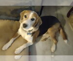 Small #12 Beagle Mix