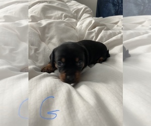 Dachshund Puppy for sale in DOUGLAS, GA, USA