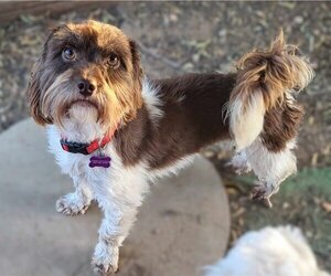 Shih-Poo Dogs for adoption in Phoenix, AZ, USA