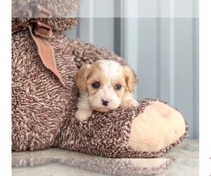 Cavachon Puppy for sale in AMITY, NC, USA