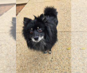 Pomeranian Dogs for adoption in Holly Springs, NC, USA