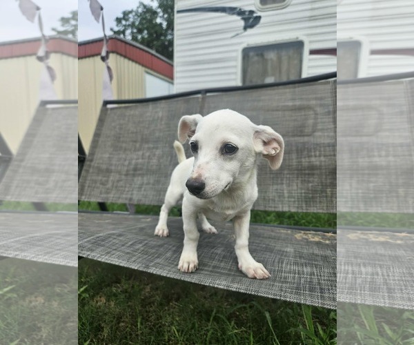 Medium Photo #11 Chiweenie Puppy For Sale in Wakefield, RI, USA