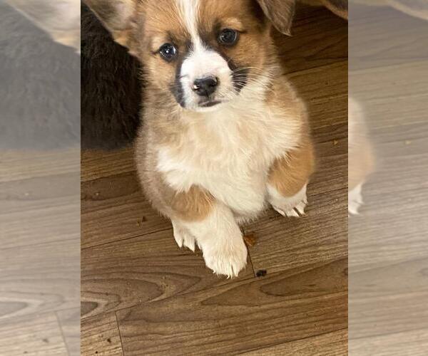 Medium Photo #6 Augi Puppy For Sale in BRIGGSDALE, CO, USA