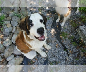 Mother of the Saint Bernard puppies born on 06/21/2026