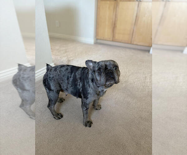 Medium Photo #2 French Bulldog-Unknown Mix Puppy For Sale in Lakewood, CO, USA
