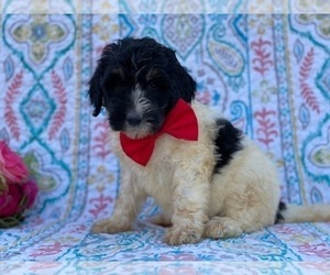Bernedoodle Puppy for sale in LANCASTER, PA, USA