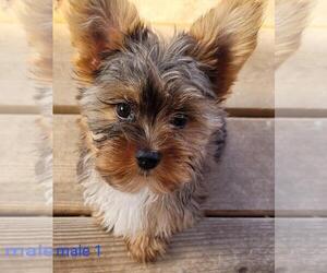 Yorkshire Terrier Puppy for sale in CONKLIN, NY, USA