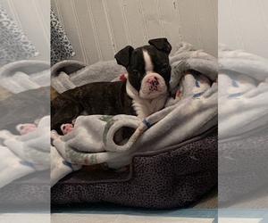 Boston Terrier Puppy for sale in MCHENRY, IL, USA