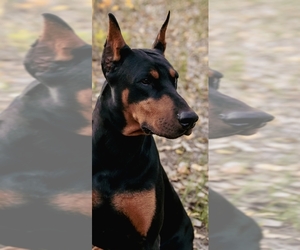 Father of the Doberman Pinscher puppies born on 11/08/2023