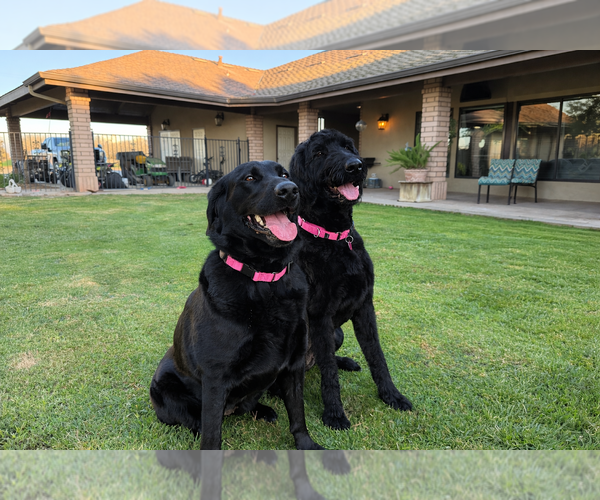 Medium Photo #2 Labrador Retriever-Unknown Mix Puppy For Sale in Clovis, CA, USA