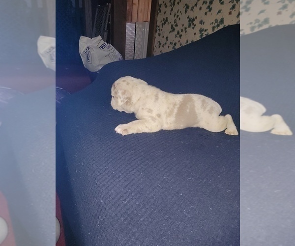 Medium Photo #7 Olde English Bulldogge Puppy For Sale in HAMLER, OH, USA