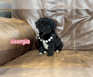 Cavapoo Puppy for sale in CAMPBELLSVILLE, KY, USA