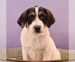 Small Photo #2 Great Pyrenees-Saint Bernard Mix Puppy For Sale in Sheridan, CO, USA